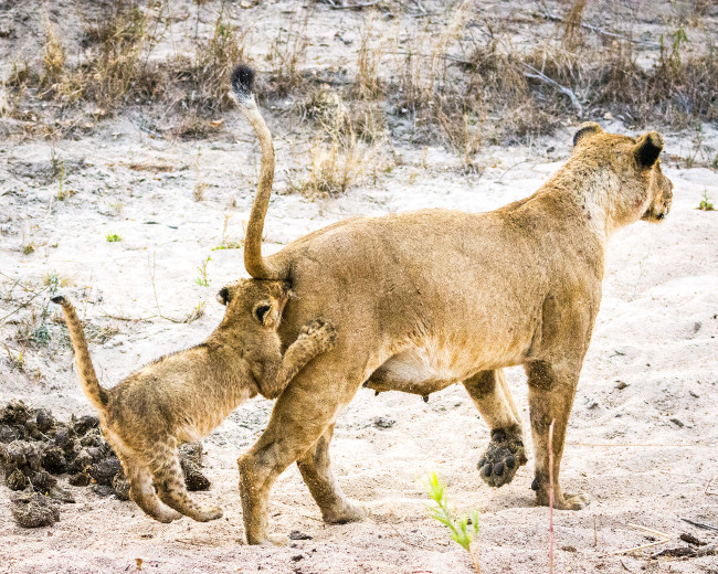 A lion cub follows its mother very closely. Comedy Wildlife Photo Awards 2016 via Douglas Croft / Barcroft Images