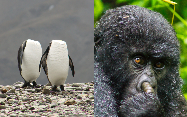 Two penguins appear to be walking headless. Comedy Wildlife Photo Awards 2016 via Charles Kinsey / Barcroft Images A mountain gorilla is caught on camera picking its nose in Rwanda. Comedy Wildlife Photo Awards 2016 via Cedric Favero / Barcroft Images