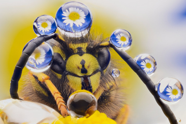 A macro photograph of honey bee tentacles, titled, Just putting on my pearls before I hit the town. Comedy Wildlife Photo Awards 2016 via Murray Mcculloch / Barcroft Images