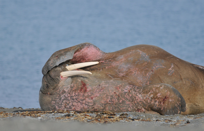 Walrus at haul out site. Comedy Wildlife Photo Awards 2016 via Alec Connah / Barcroft Images