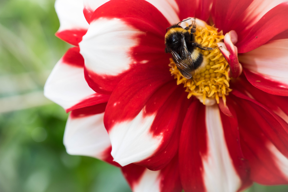 Bee on a dahlia flower. Image via Shutterstock