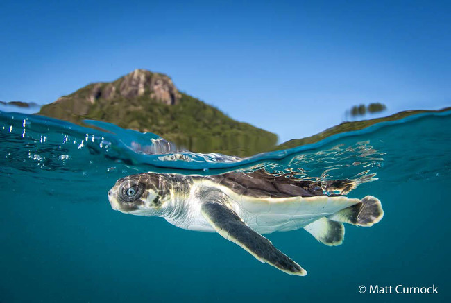 Runner-up: ‘Blue-eyed flatback’ – Flatback turtle, by Matt Curnock 2016 Australian Geographic Nature Photographer of the Year