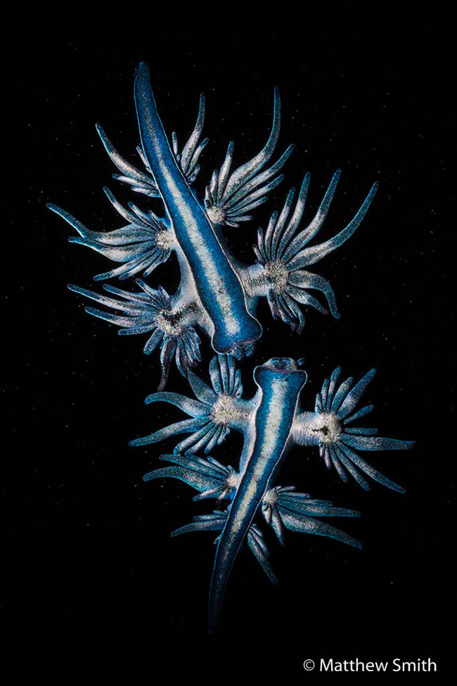Winner: Glaucus atlanticus, blue glaucus – Matty Smith 2016 Australian Geographic Nature Photographer of the Year
