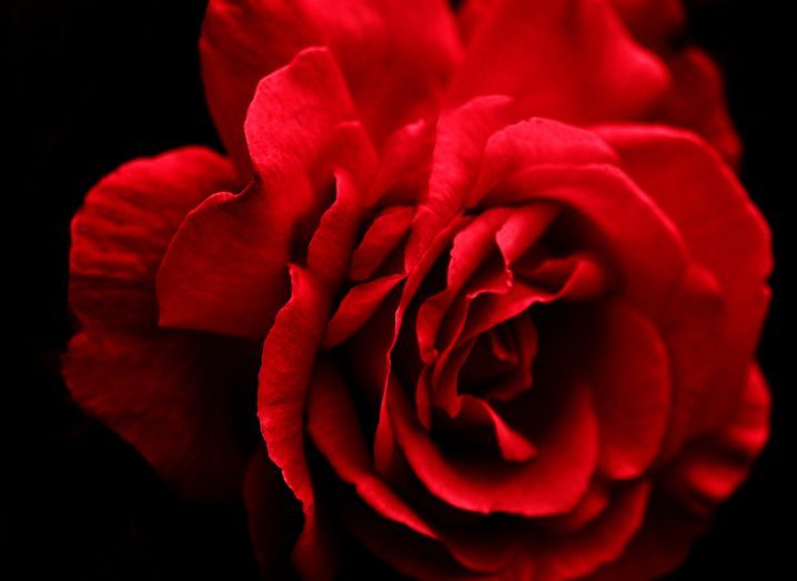 Rose of Tralee