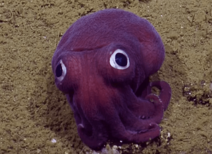 Googly-eyed squid