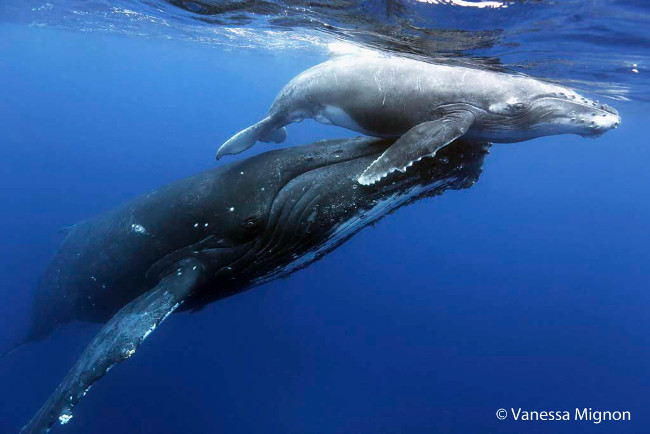 2016 Australian Geographic Nature Photographer of the Year Finalist: Breath – ‘Humpback Whale’, mother and calf, by Vanessa Mignon. 