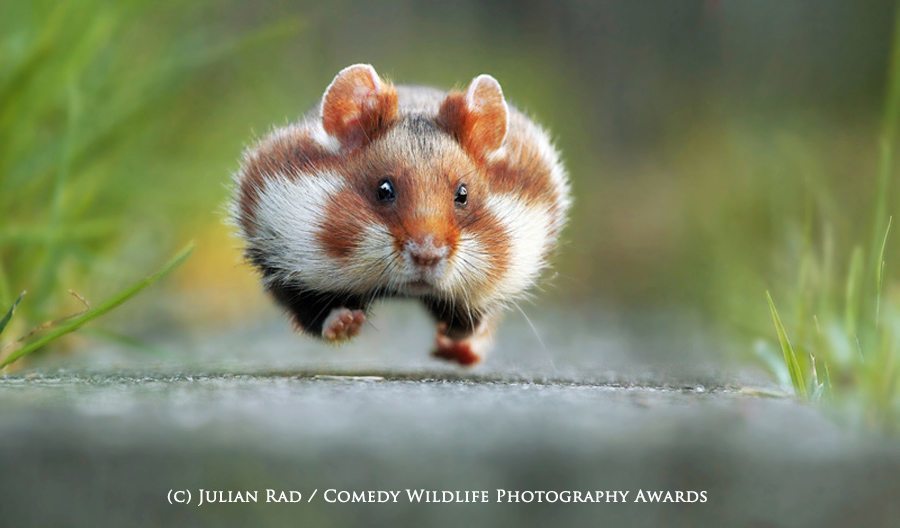 Rush Hour’ by Julian Rad. © Julian Rad/Comedy Wildlife Photography Awards