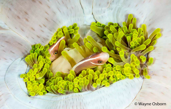 Runner-up: ‘Home shrinking home’ – Pink anemonefish, by Wayne Osborn Nature photography