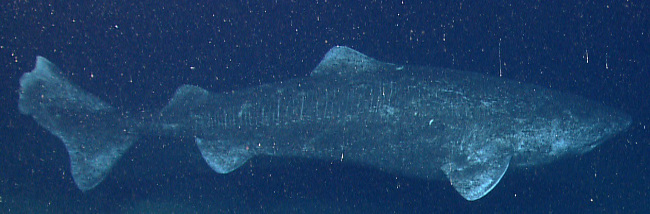 A Greenland shark swimming about, being old. Image via NOAA Okeanos Explorer Program/Wikimedia Commons