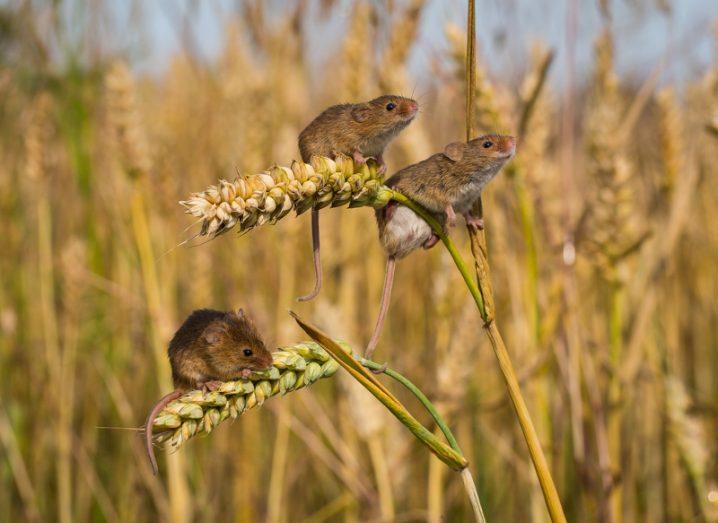 Maths: mice in a field