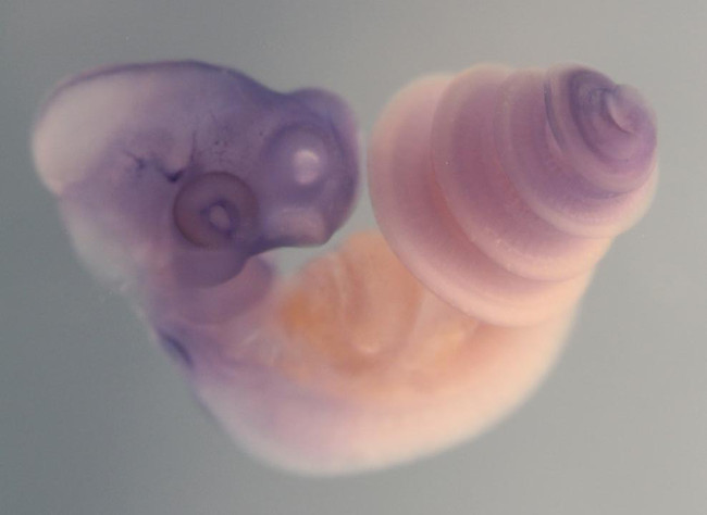 This image shows a snake embryo, via Francisca Leal, University of Florida