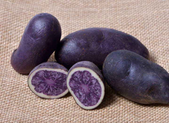 Purple potato