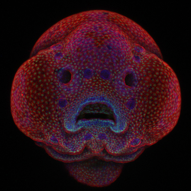 1st Place - Four-day-old zebrafish embryo, in confocal at 10x. Image: Dr. Oscar Ruiz/ Nikon Small World Photomicrography Competition