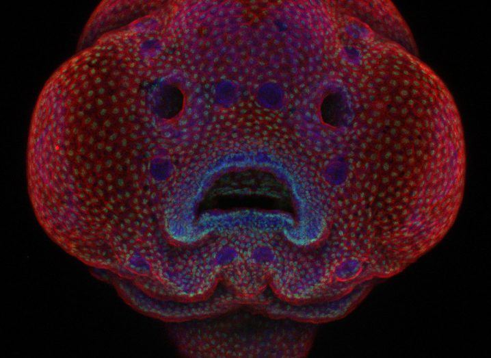 1st Place - Four-day-old zebrafish embryo, in confocal at 10x. Image: Dr. Oscar Ruiz/ Nikon Small World Photomicrography Competition