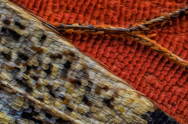 11th Place – Scales of a butterfly wing underside (Vanessa atalanta) in macroscopy at 10x. Image: Francis Sneyers/ Nikon Small World Photomicrography Competition