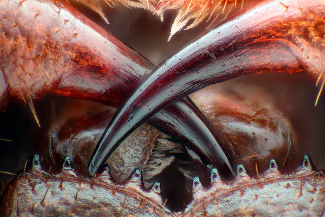 13th Place – Poison fangs of a centipede (Lithobius erythrocephalus) in fiber optic illumination/image stacking at 16x. Image: Walter Piorkowski/ Nikon Small World Photomicrography Competition