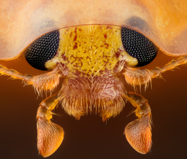 15th Place – Head section of an orange ladybird (Halyzia sedecimguttata) in reflected light/focus in stacking at 10x. Image: Geir Drange/ Nikon Small World Photomicrography Competition