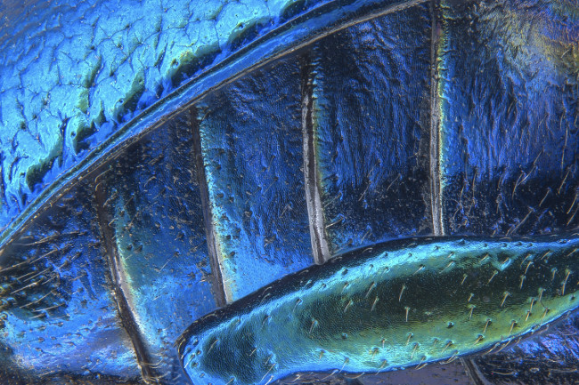 18th Place – Parts of wing-cover (elytron), abdominal segments and hind leg of a broad-shouldered leaf beetle (Oreina cacaliae) in stereomicroscopy, image stacking at 40x. Image: Pia Scanlon/ Nikon Small World Photomicrography Competition