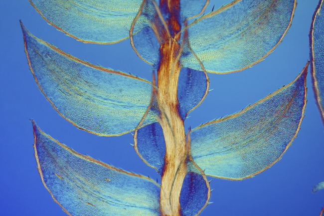 7th Place – Leaves of Selaginella (lesser club moss) in differential interference contrast at 40x. Image: Dr. David Maitland/ Nikon Small World Photomicrography Competition