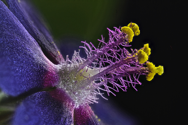 8th Place – Wildflower stamens in fiber optic illumination at 40x. Image: Samuel Silberman/ Nikon Small World Photomicrography Competition