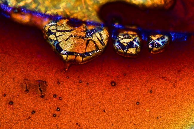 9th Place – Espresso coffee crystals in polarized light. Image: Vin Kitayama and Sanae Kitayama/ Nikon Small World Photomicrography Competition