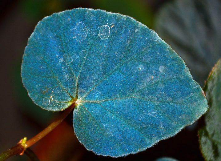 Quantum mechanics blue begonia