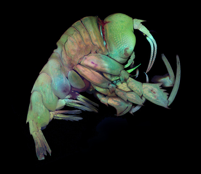 Nikon Small World Photomicrography Competition: Deep sea crustacea (Phrosina semilunata) in confocal at 40x. Image: Dr. Tomonari Kaji/University of Rostock 
