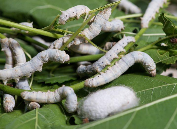 Silkworms