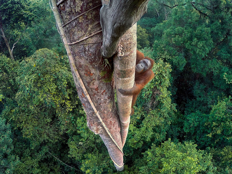 10 amazing images that bagged wildlife photography awards