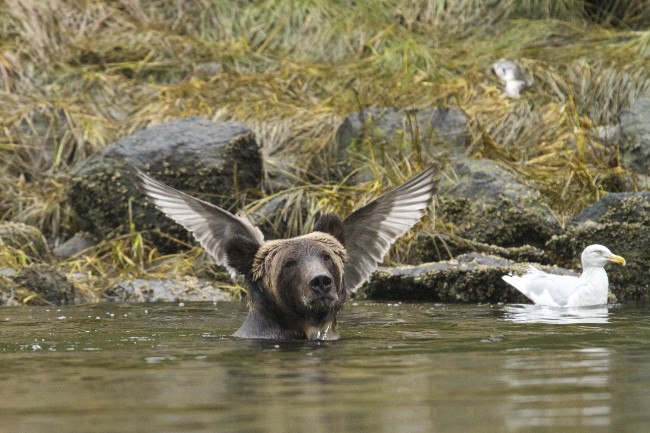 Highly commended. (c) Adam Parsons / Comedy Wildlife Photo Awards 2016