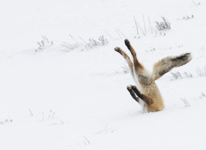 Overall winner and On Land winner. (c) Angela Bohlke / Comedy Wildlife Photo Awards 2016