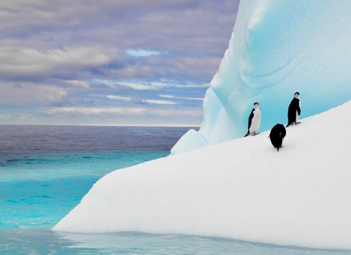 Antarctic