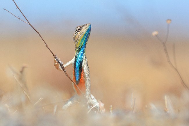 Highly commended. (c) Anup Deodhar / Comedy Wildlife Photo Awards 2016