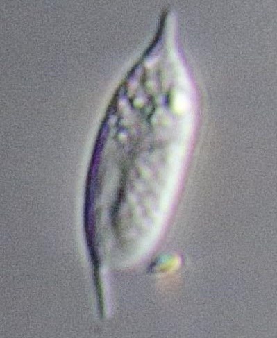 An image of a diplonemid taken at sea that was isolated for genomic sequencing. Image: Patrick Keeling