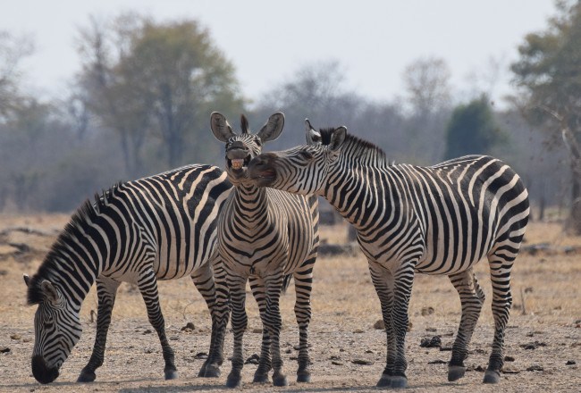 Junior Winner (c) Thomas Bullivant / Comedy Wildlife Photo Awards 2016