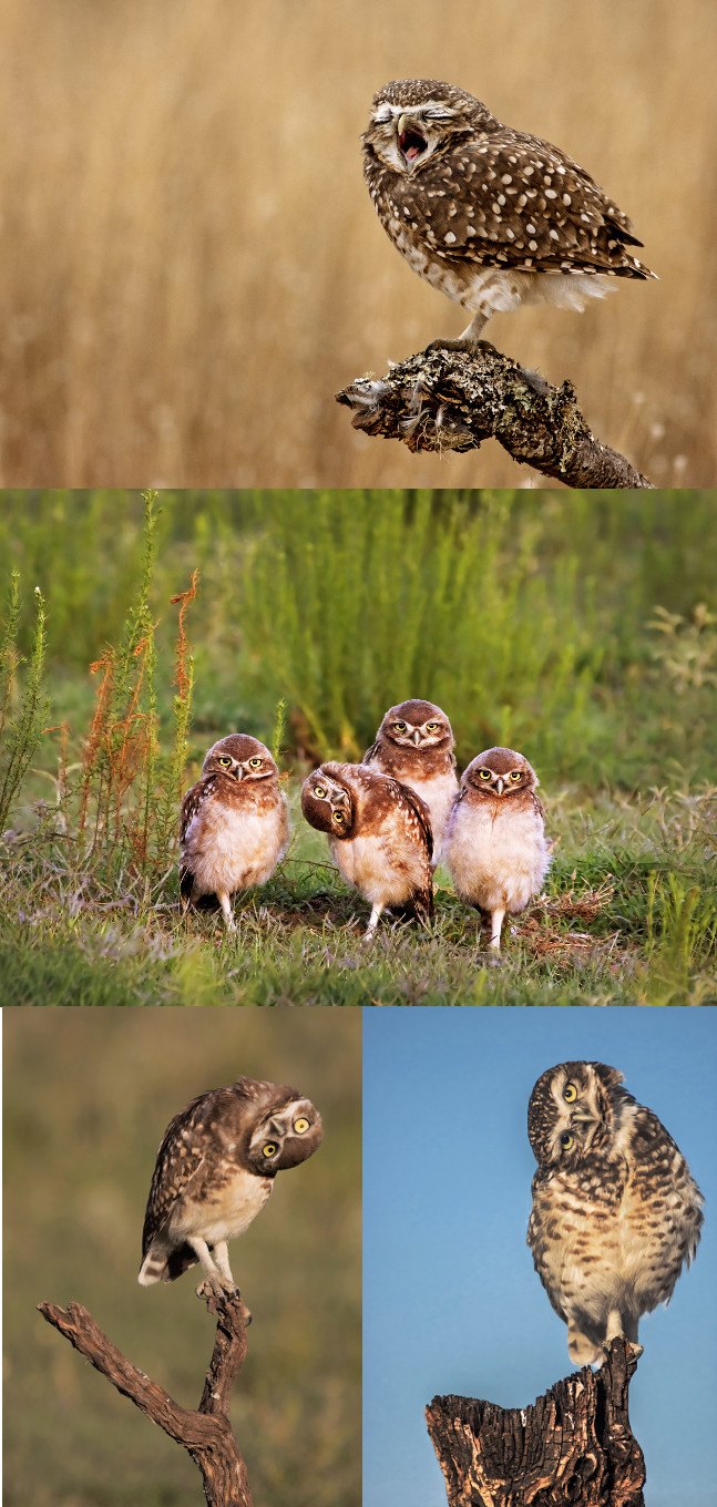 Portfolio winner. (c) Mario Fiorucci / Comedy Wildlife Photo Awards 2016