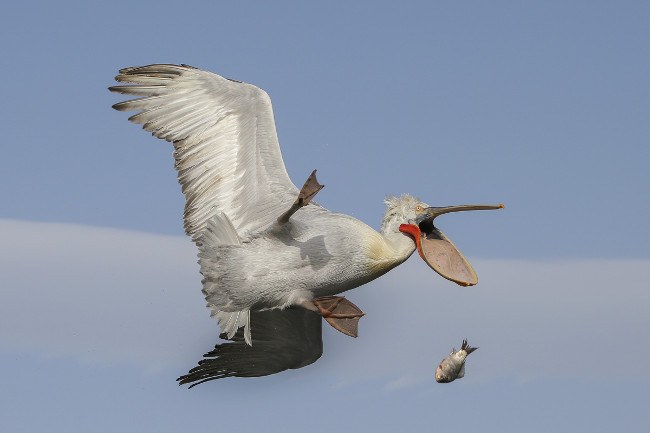 Kenya Airways In the Air winner. (c) Nicolas de Vaulx / Comedy Wildlife Photo Awards 2016