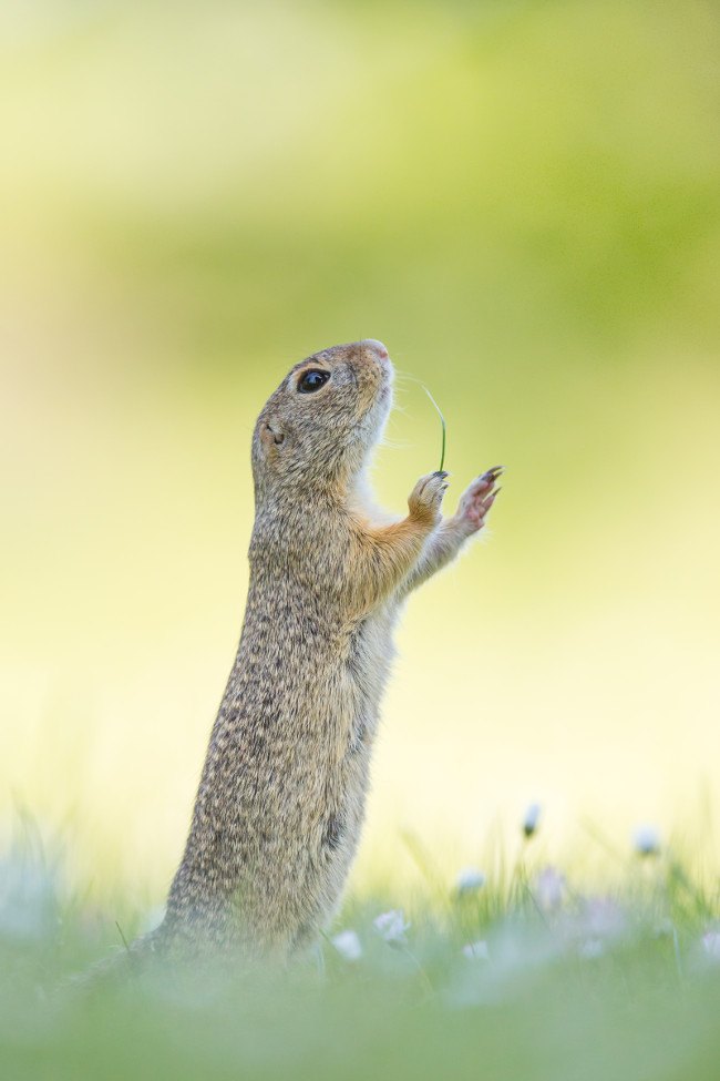 Highly commended. (c) Perdita Petzl / Comedy Wildlife Photo Awards 2016