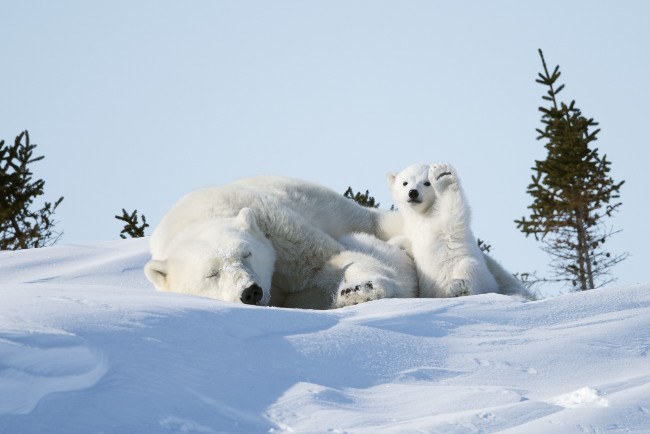 Highly commended. (c) Philip Marazzi / Comedy Wildlife Photo Awards 2016