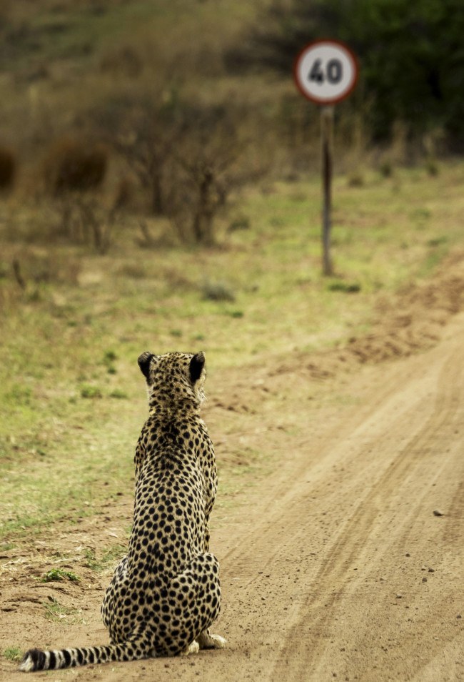 Highly commended. (c) Vaughan Jessnitz / Comedy Wildlife Photo Awards 2016