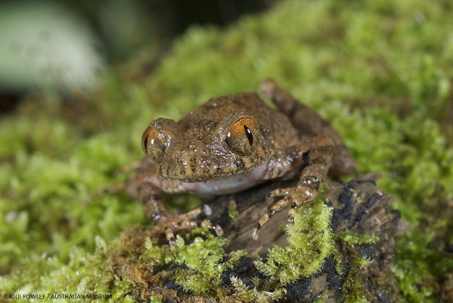 Orange-eyed litter frog – Leptolalax isos. Image: Jodi Rowley/Australian Museum