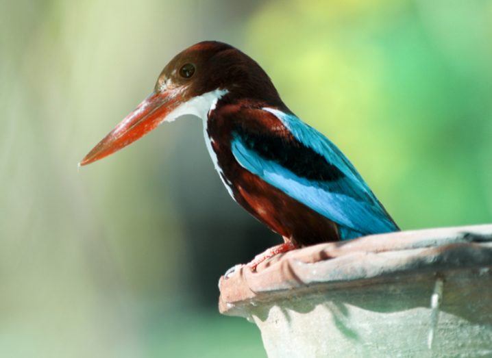 India Kingfisher