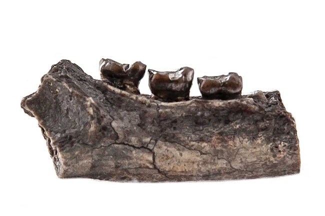 Fossil jaw