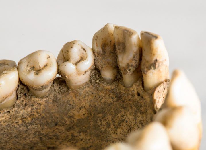Human evolution jaw bone