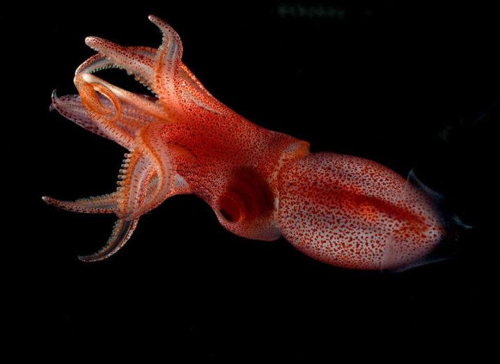The cockeyed squid has evolved a mismatched set of eyes. Image: Kate Thomas