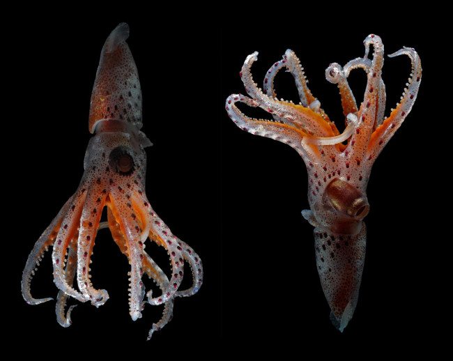 The cockeyed squid has one normal eye and one giant bulging eye. Research shows these lopsided eyes evolved to spot two different sources of light available in the ocean’s ‘twilight zone’ – between 200m-1km beneath the surface. Image: Sönke Johnsen