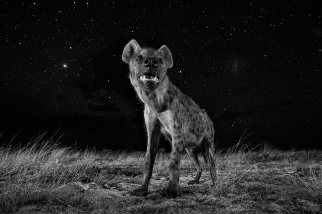 “To show hyenas in their element, I wanted to photograph them at night. The stars in Africa are so beautiful that I also wanted to include them in my image. I used a remote-control ‘BeetleCam’ to position my camera on the ground so that I could photograph the hyena with the beautiful starry sky behind. This is a single exposure. I lit the hyena with two wireless off-camera flashes and used a long shutter speed to expose the stars. Since there was no moon to cause ghosting, it didn’t matter if the hyena moved after the initial flash.” Image: Will Burrard-Lucas, United Kingdom, Shortlist, Professional, Natural World, 2017 Sony World Photography Awards