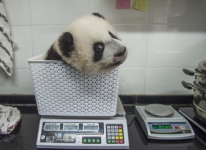 A cub gets weighed at Bifengxia. In the wild, once they’ve grown to adulthood, female pandas may weigh up to 220 pounds and males up to 250 pounds, and they’ll range from four to six feet long. Image: Ami Vitale, United States of America, Shortlist, Professional, Natural World, 2017 Sony World Photography Awards