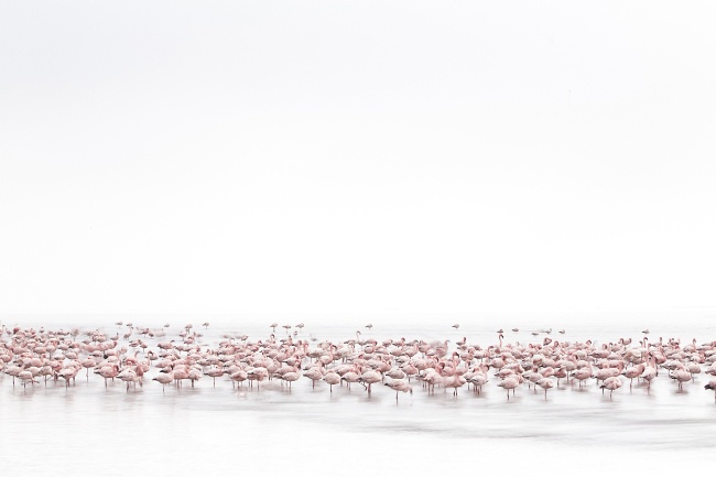‘Flamingos’ Soul’. Image: Alessandra Meniconzi, Switzerland, 1st Place, Open, Wildlife, 2017 Sony World Photography Awards