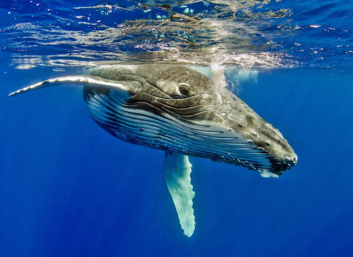 Humpback whales